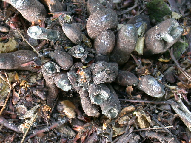 Due foto ... per due funghi ??? QUIZzzzz notturno ...